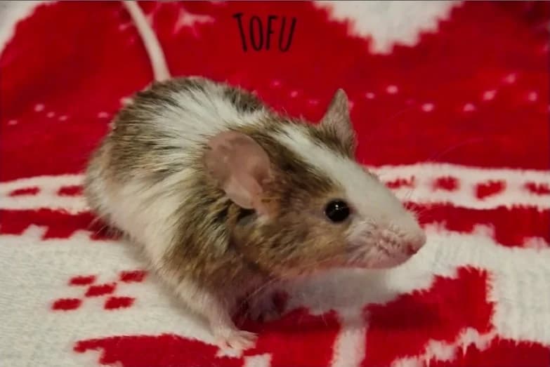TOFU, male mixed breed for adoption at SPA Cherbourg (Cotentin), Cherbourg