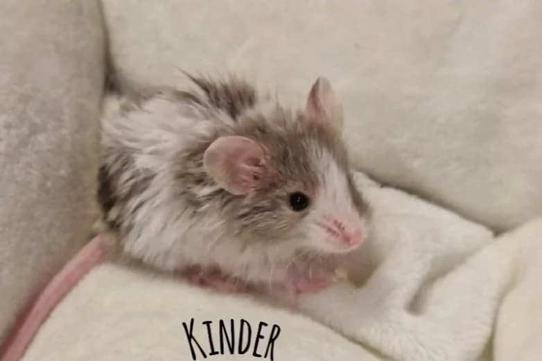 KINDER,  (SPA Cherbourg (Cotentin))