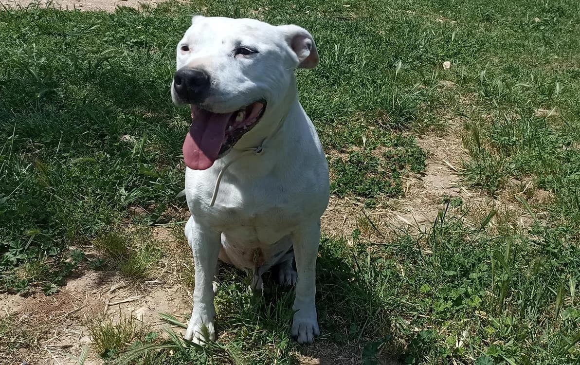 MOKA, American Staffordshire Terrier (SPA Lézignan-Corbières)