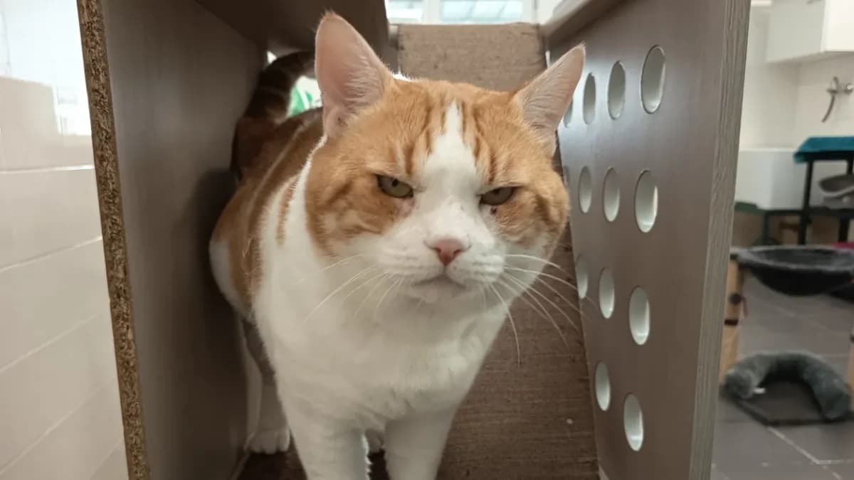 OMALEY C, unknown male mixed breed for adoption at SPA Vaux-le-Pénil, Vaux-le-Pénil — photo 2 of 2