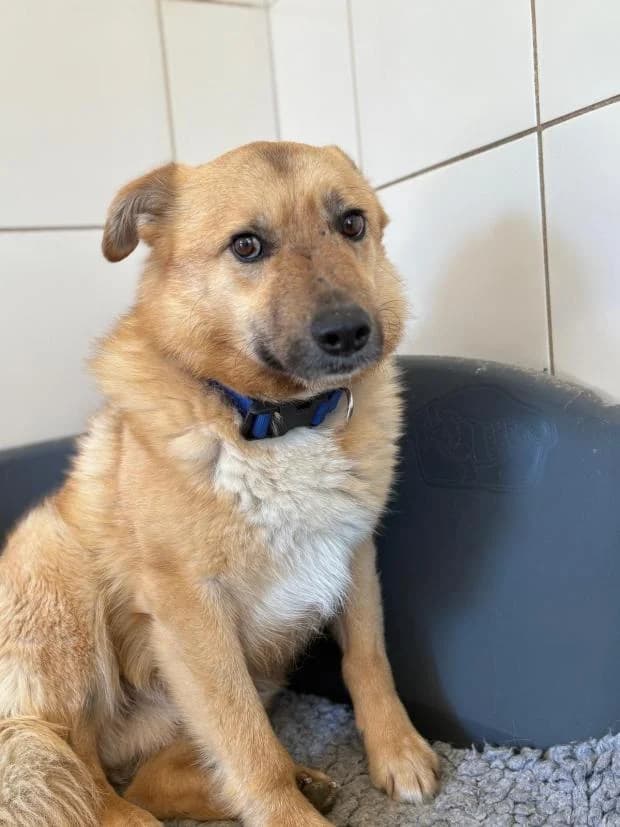 Rock, male Brittany Spaniel for adoption at Fondation Brigitte Bardot, Paris