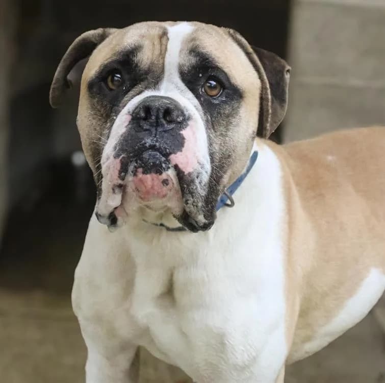 PEP'S, male mixed breed for adoption at SPA Tours (Luynes), Tours