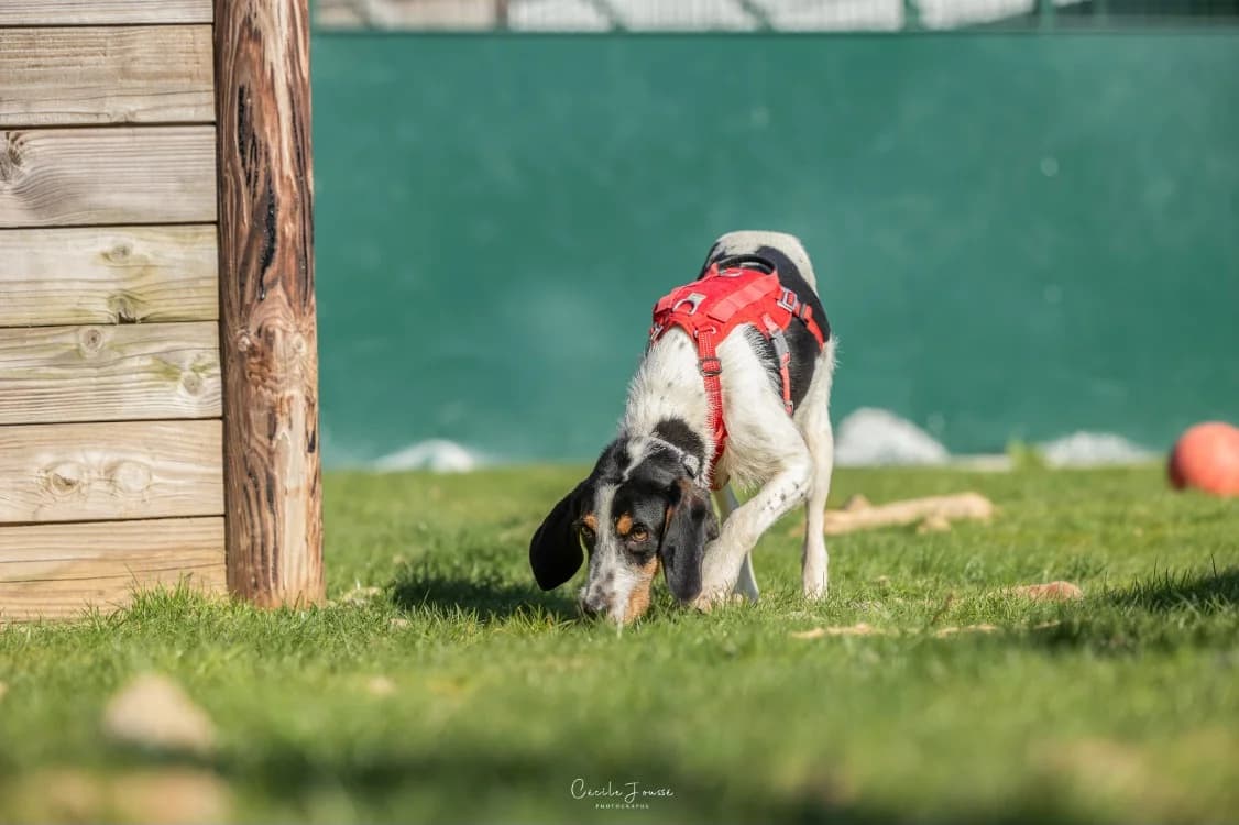 MIURA, female young Mixed Breed for adoption at SPA Rennes, Rennes
