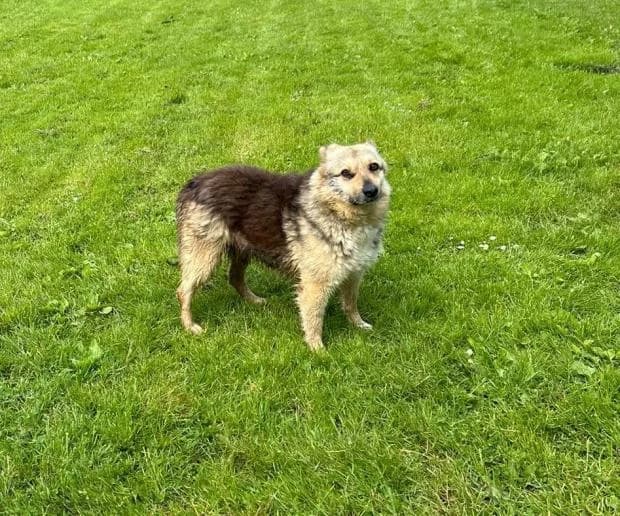 Musette, Mixed Breed (Fondation Brigitte Bardot)