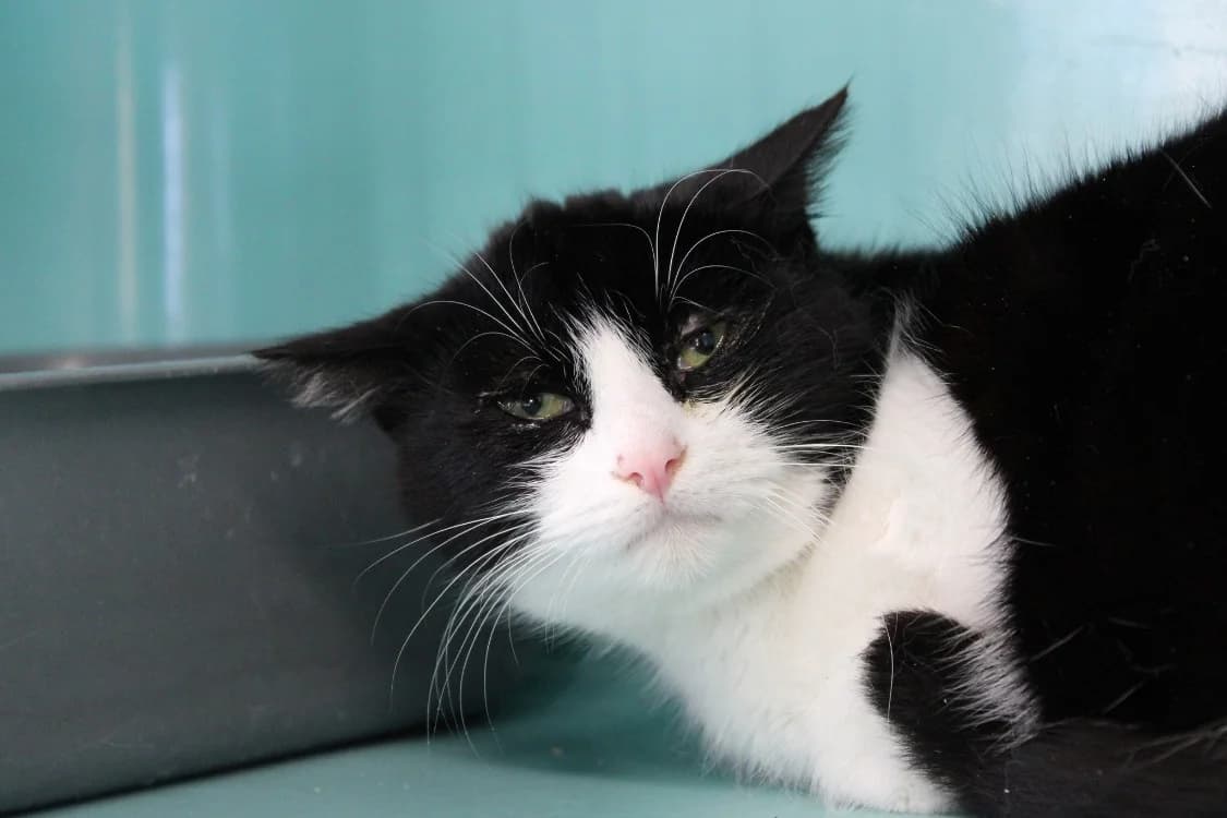 Cochonou, male mixed breed for adoption at SPA Cabourg, Cabourg