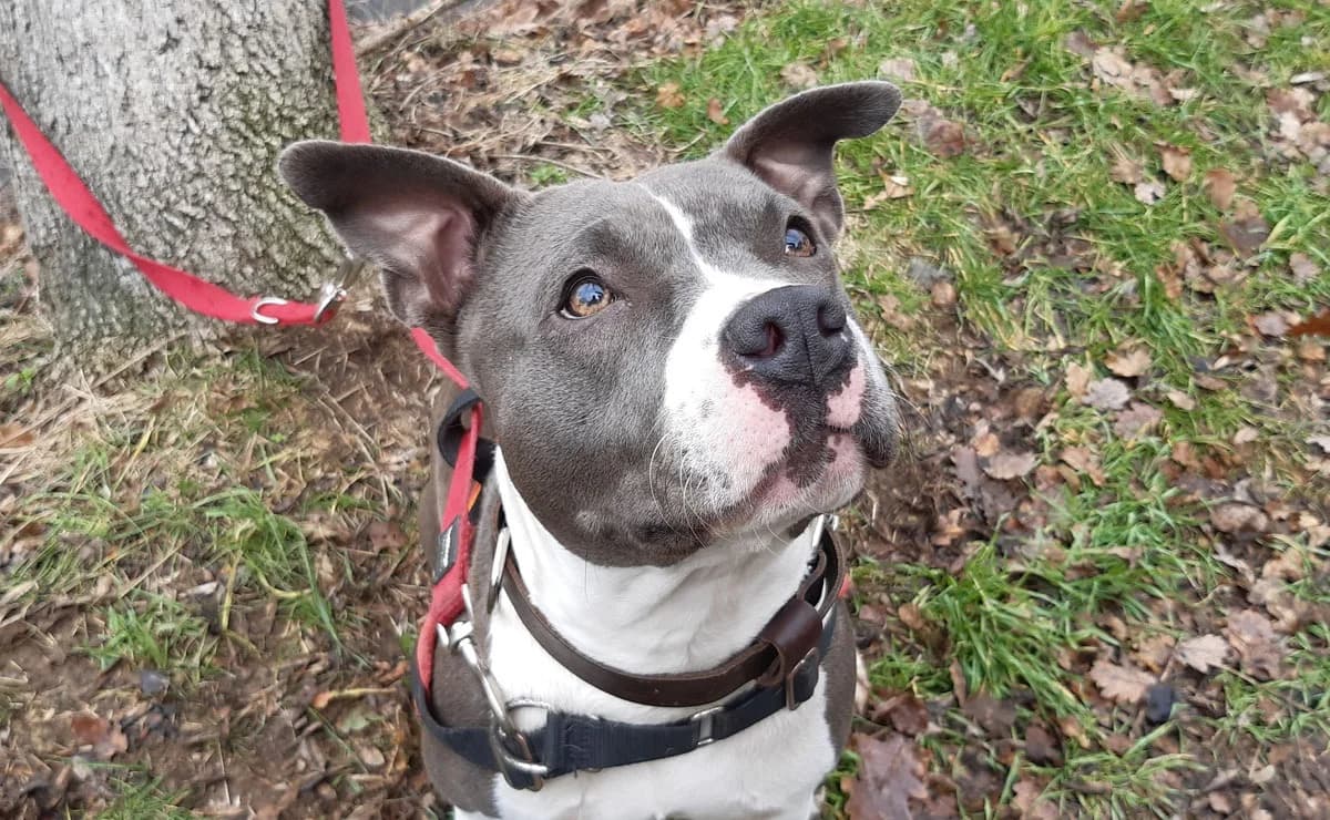 Evoila, Mixed Breed (SPA Millau)