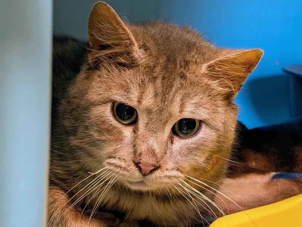 JINX, male mixed breed for adoption at SPA Rennes, Rennes