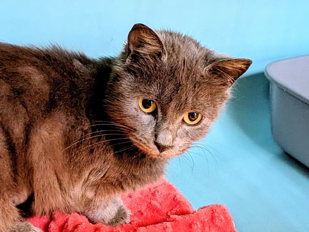 JAMOKA, female mixed breed for adoption at SPA Rennes, Rennes