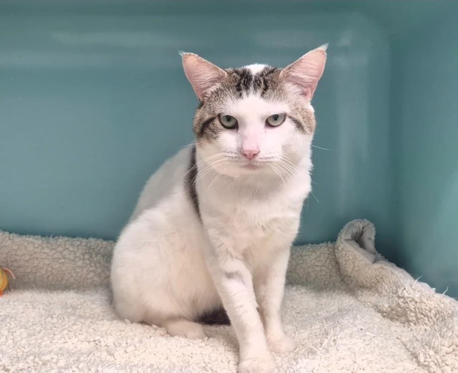 NINOU, male mixed breed for adoption at SPA Mont-de-Marsan, De Marsan