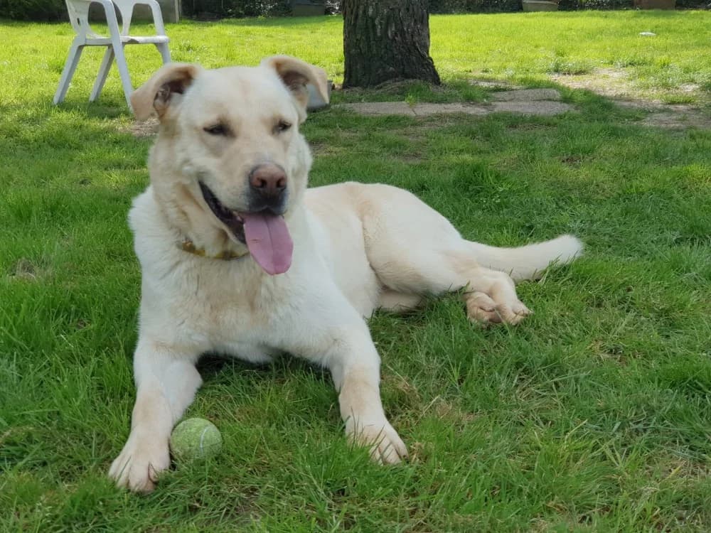 ozzy, male Labrador Retriever for adoption at SPA Château-d'Olonne