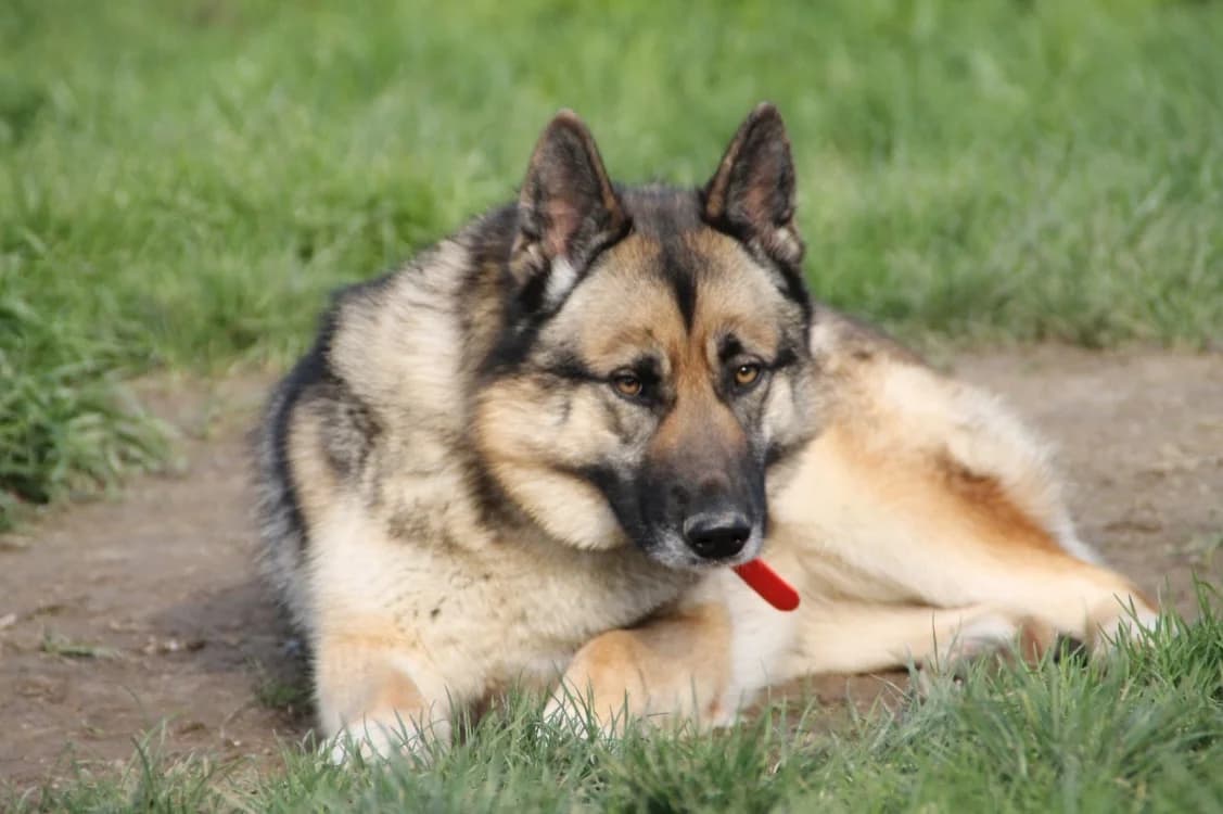 Maggie  (réservée), female mixed breed for adoption at SPA Château-d'Olonne