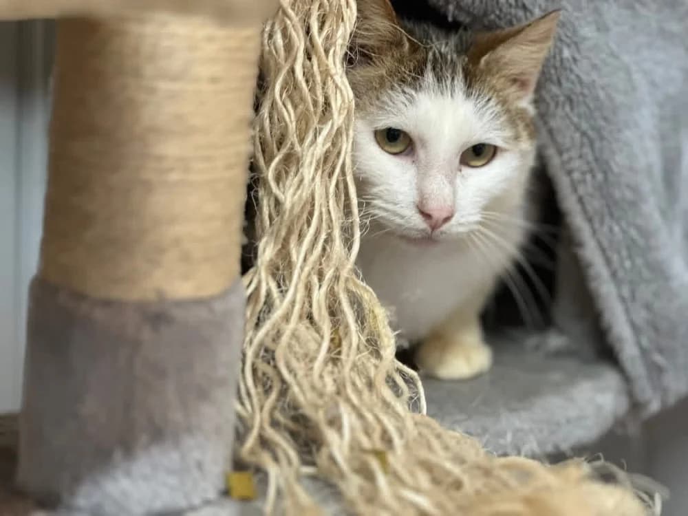 GIGI en SOS, white_cream male mixed breed for adoption at SPA Saint-Omer, Omer