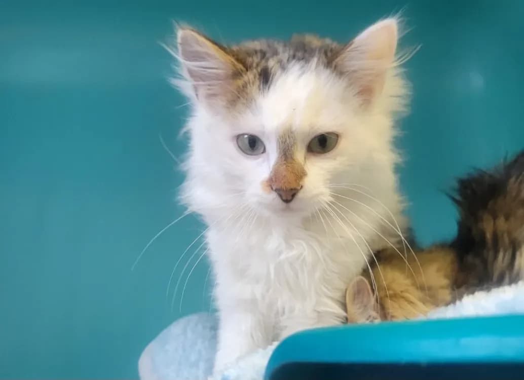 FENDI ( famille relais ) photo 2