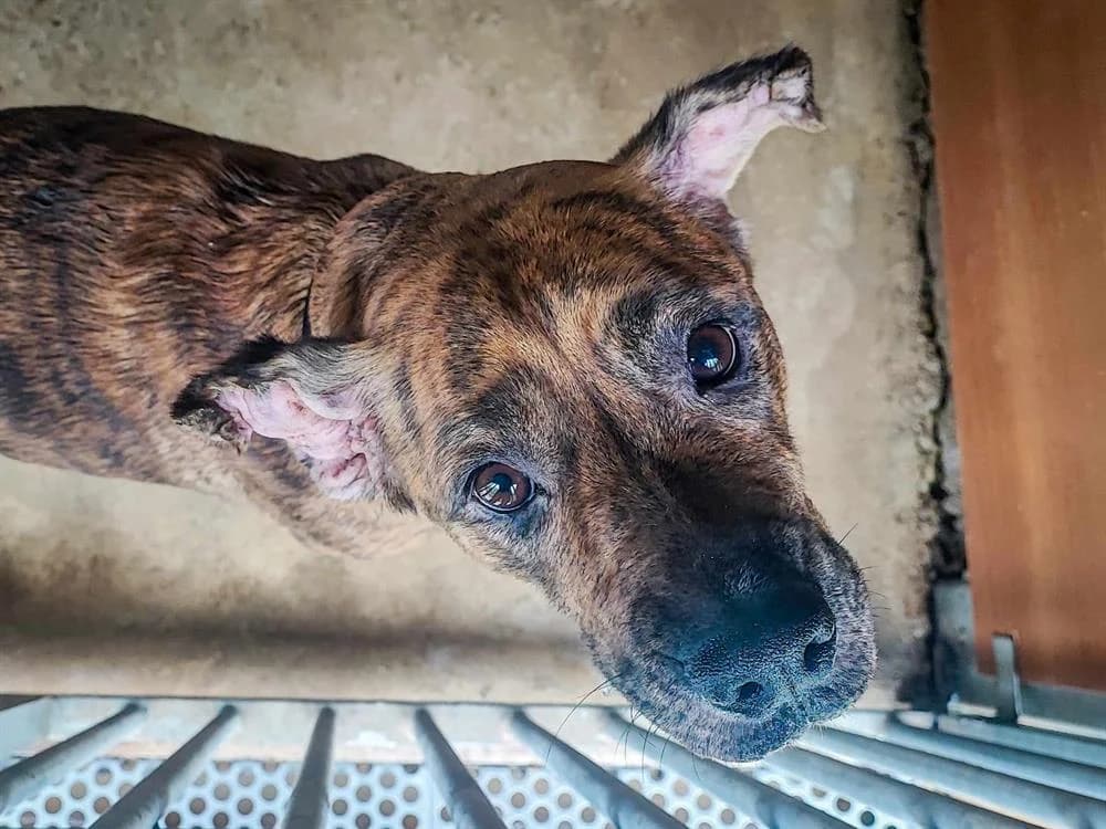 Hope( réservée), female Mixed Breed for adoption at SPA Albi (Le Garric), Albi