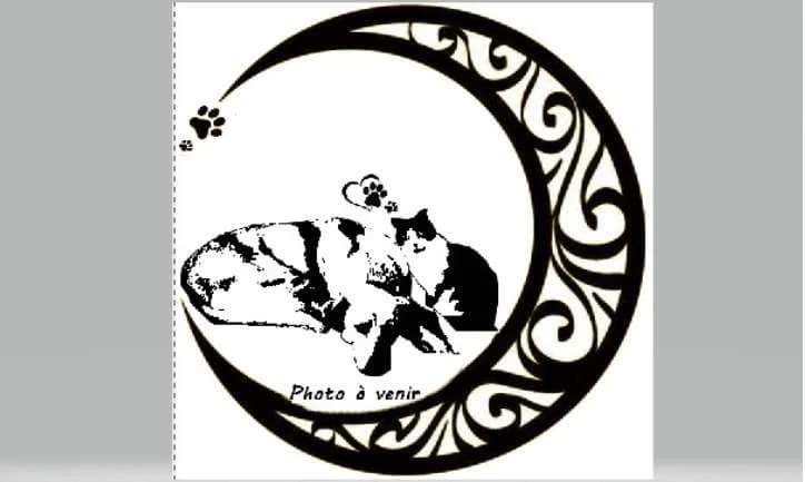 Holga, female Staffordshire Bull Terrier for adoption at SPA Albi (Le Garric), Albi