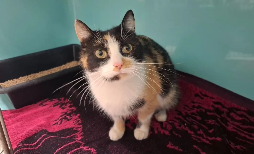 LILI, female mixed breed for adoption at SPA Arras (Tilloy), Arras