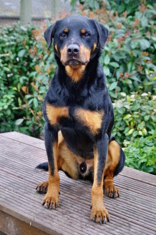 Starck, male Rottweiler for adoption at Fondation Brigitte Bardot, Paris