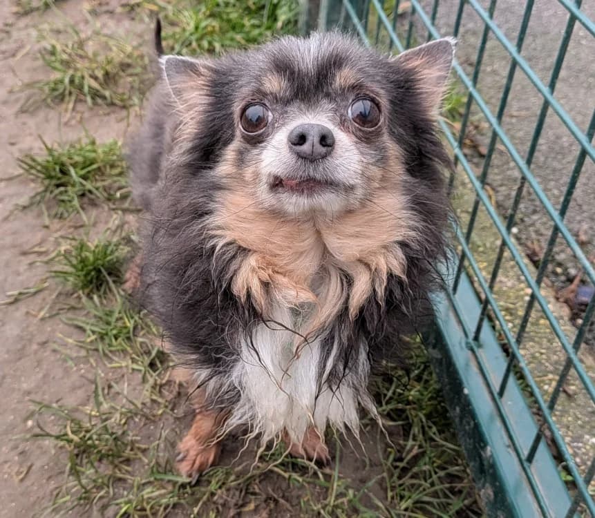 Cooky, Chihuahua (Amiens))