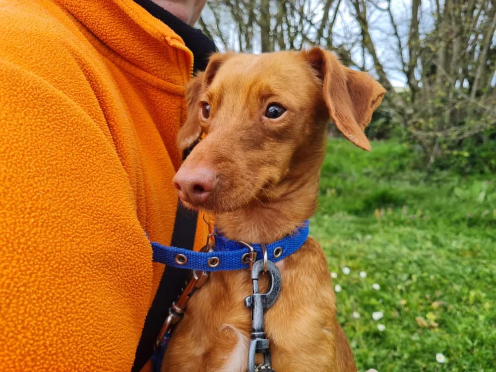 ziggy, red male Mixed Breed for adoption at SPA Arras (Tilloy), Arras