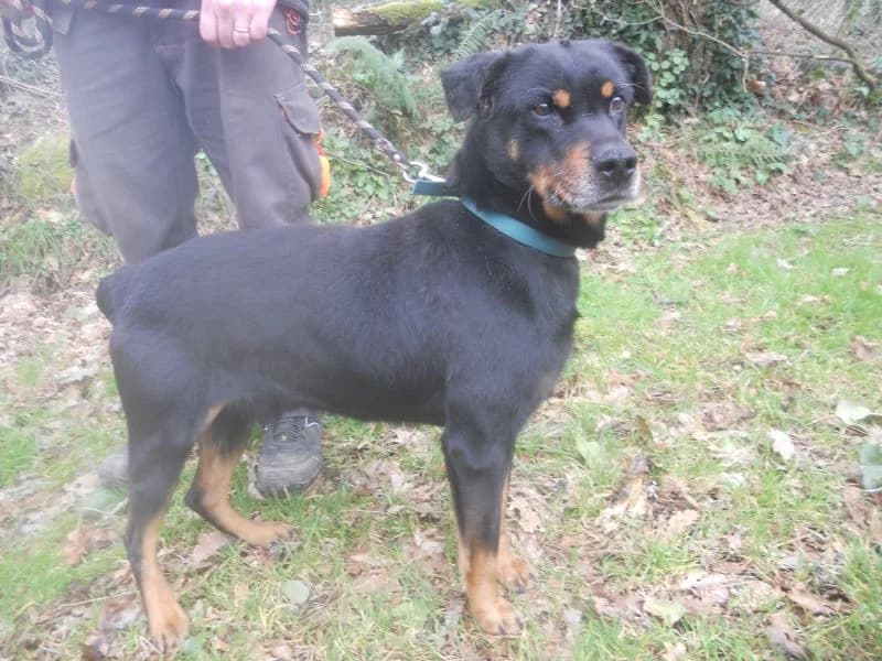 PUNKY FAMILLE D'ACCUEIL, male senior Mixed Breed for adoption at SPA Inzinzac-Lochrist, Inzinzac