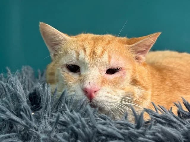 Item, male mixed breed for adoption at Bois Pinson