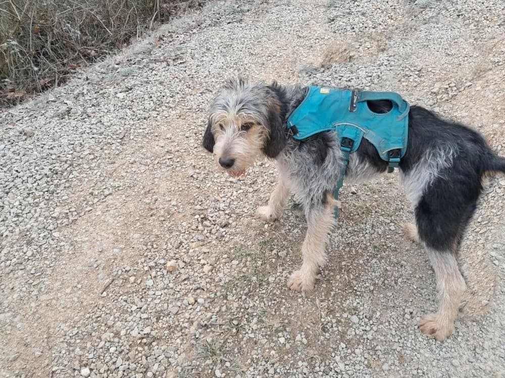 Bigs, male young mixed breed for adoption at SPA Albi (Le Garric), Albi