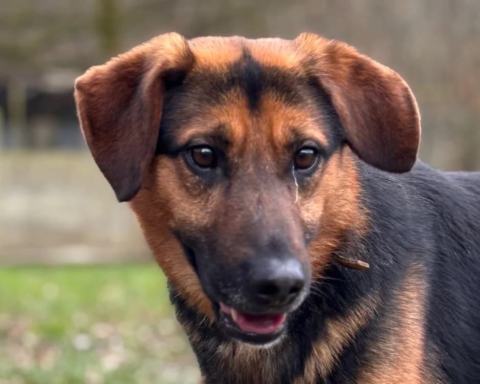VOLT, male young mixed breed for adoption at SPA Tours (Luynes), Tours