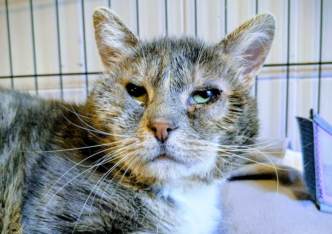 NICO, male mixed breed for adoption at Tourcoing