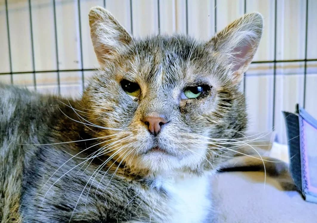 NICO, male mixed breed for adoption at Maison SPA), Tourcoing photo 2