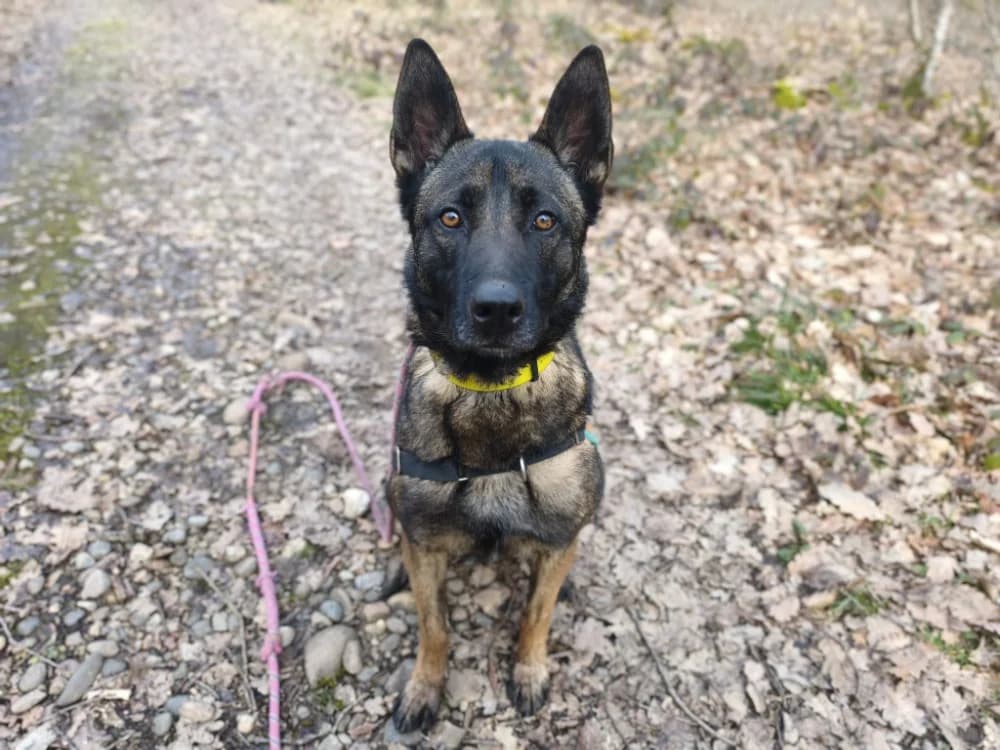UROS, male young Belgian Malinois for adoption at SPA Vichy (Brugheas), Vichy