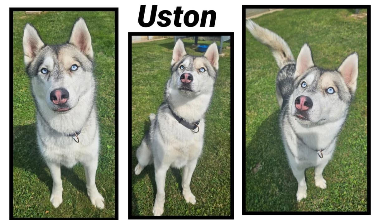 USTON, gray_blue_silver male Husky for adoption at SPA Cherbourg (Cotentin), Cherbourg