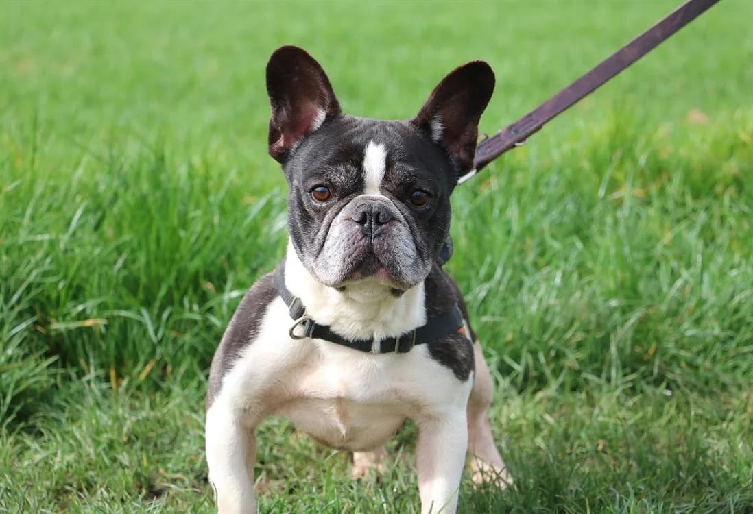 PUMBA, male senior French Bulldog for adoption at SPA Rennes, Rennes