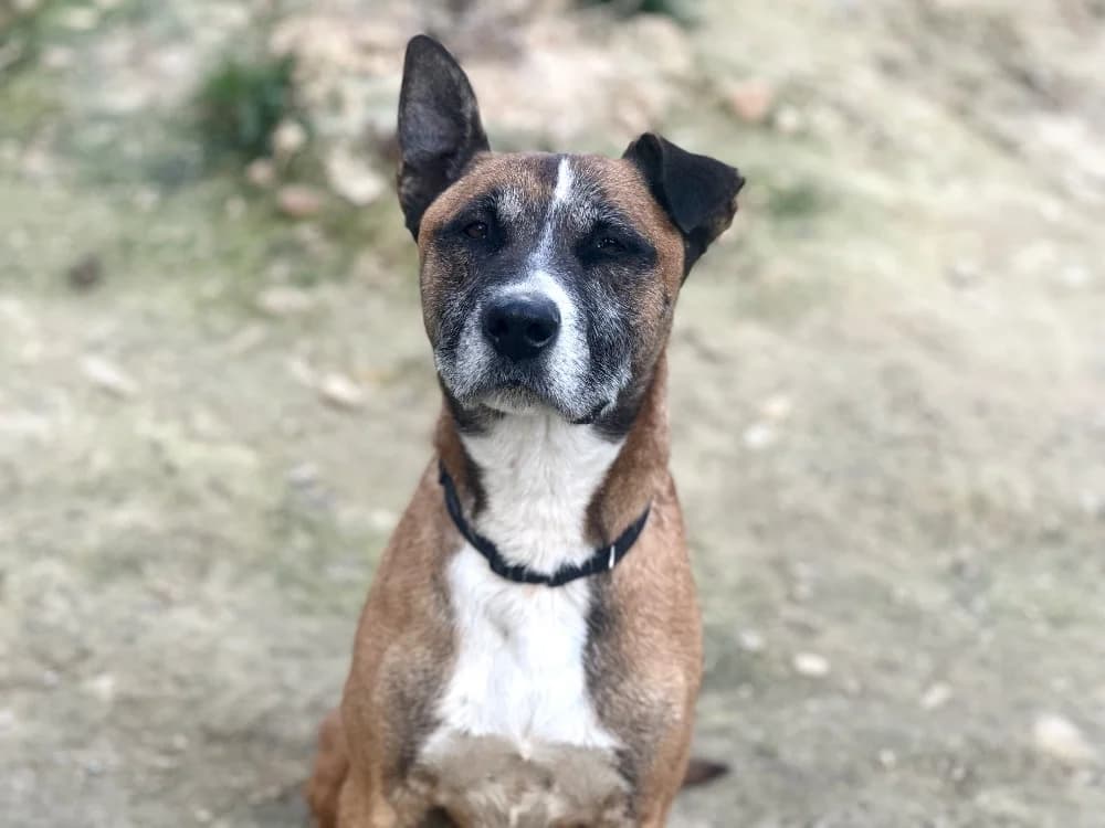 Bandit, male Mixed Breed for adoption at Lyon
