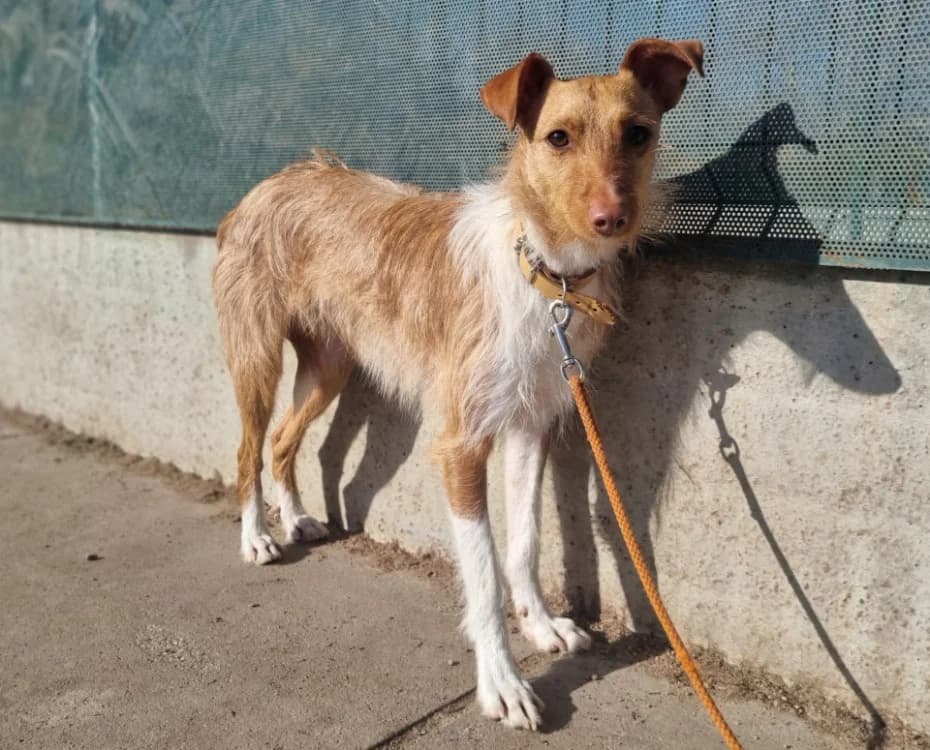 LOUIS, Mixed Breed (SPA Montluçon)