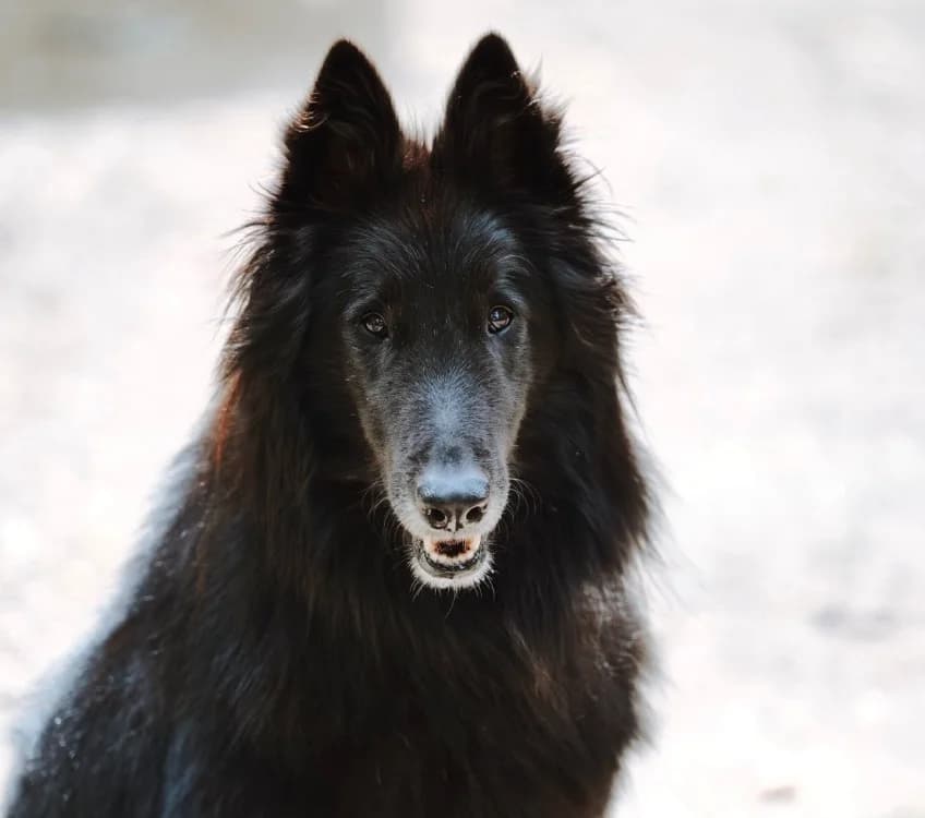 TALCO, Mixed Breed (SPA Montluçon)