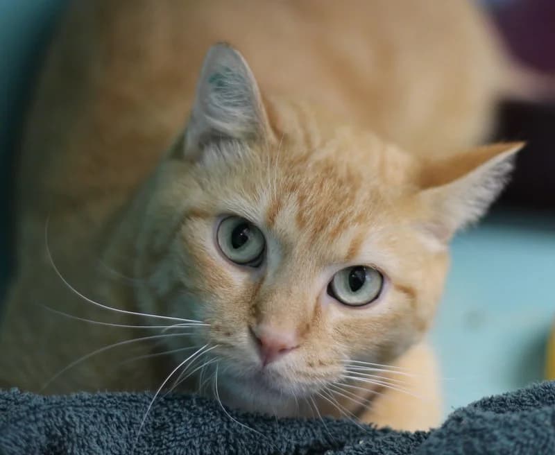 LEO, male mixed breed for adoption at SPA Mirepoix, Mirepoix