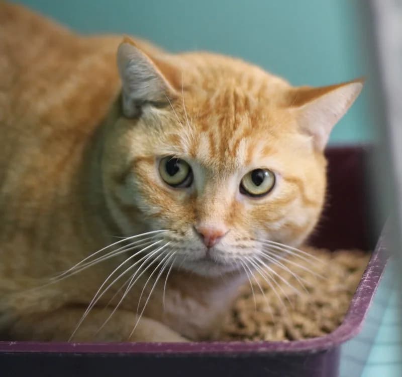 CAMINOU, male mixed breed for adoption at SPA Mirepoix, Mirepoix