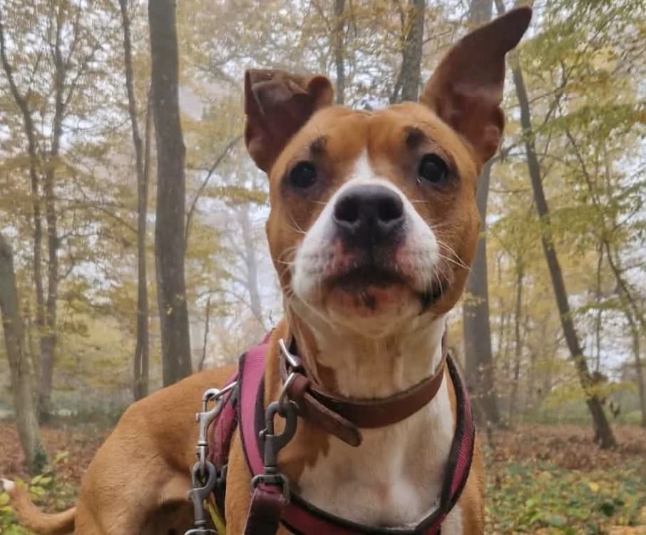 Kayna, female 7yo Staffordshire Bull Terrier for adoption at SPA Thionville, Thionville