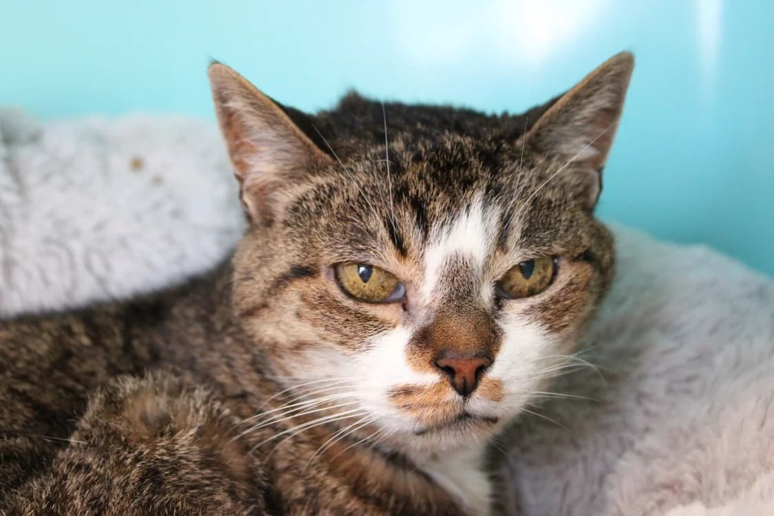 CALIE, female senior mixed breed for adoption at SPA Cabourg, Cabourg