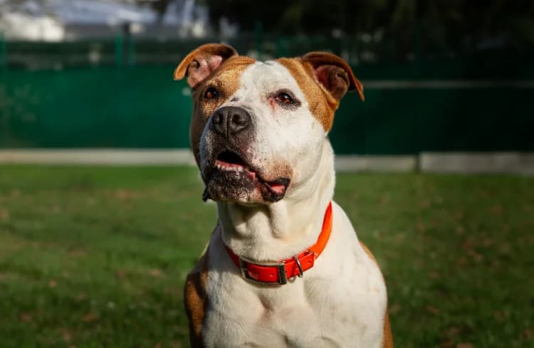 MAÏNNA, female senior Mixed Breed for adoption at SPA Orgeval, Orgeval