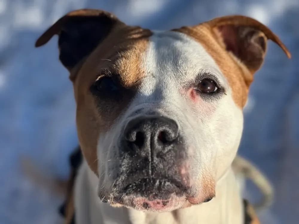 MAÏNNA OAA19197 photo 2