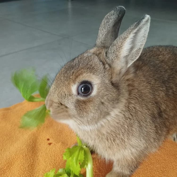 Gaufrette, female mixed breed for adoption at SPA Château-d'Olonne