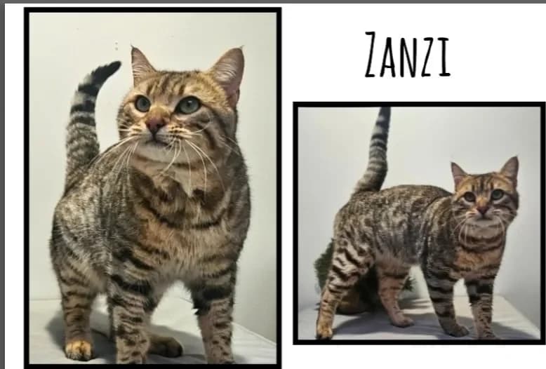 ZANZI, male mixed breed for adoption at Cotentin), Cherbourg photo 2