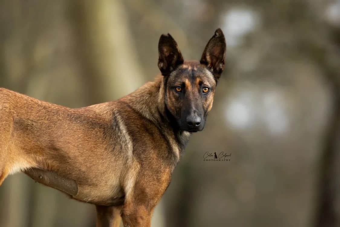 MAYA, Belgian Malinois (Coeur de Flandres))