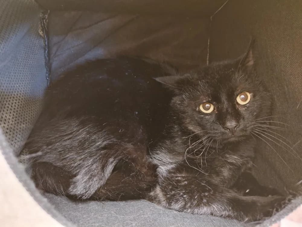 PAB28481 Turbo, black male mixed breed for adoption at SPA Plaisir, Plaisir