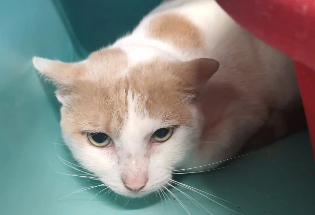 DONALD,  (SPA Laon)