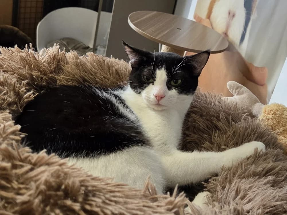 ACHILE, male mixed breed for adoption at Niort