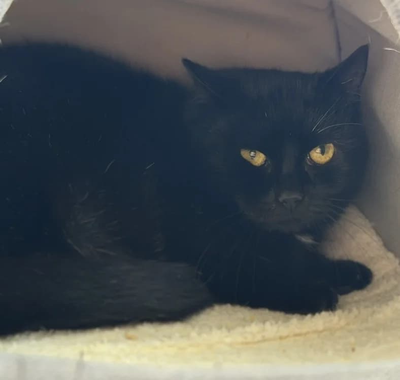 Zorro CAB5152, male mixed breed for adoption at SPA Compiègne, Compiègne