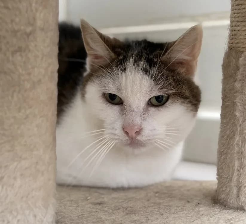 Daisy CAB5145 photo 2