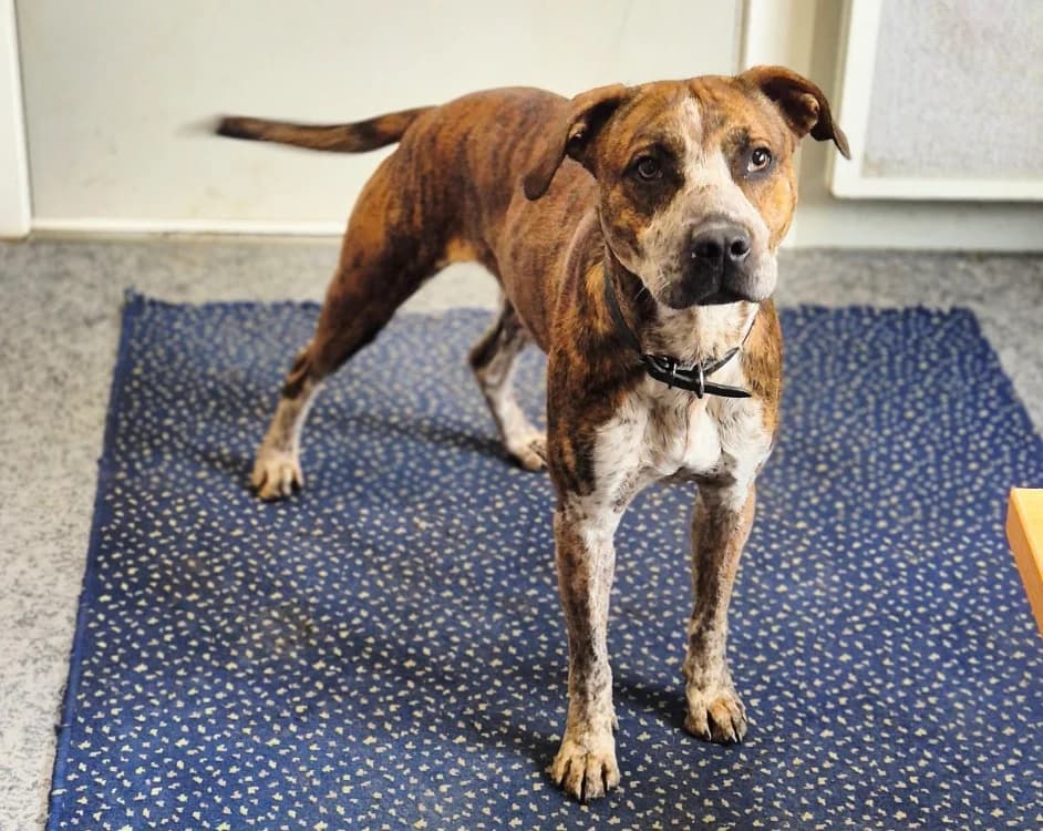 WYATT, Mixed Breed (SPA Crozon)